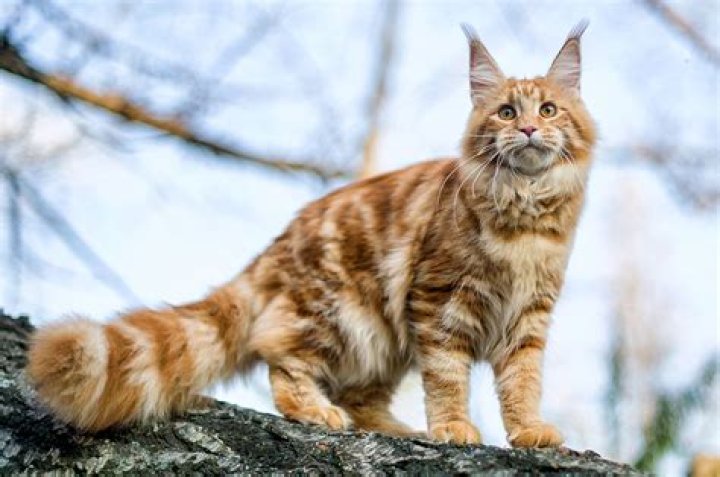 Maine Coon Cat 3